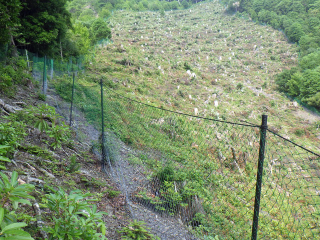 シカ防護柵